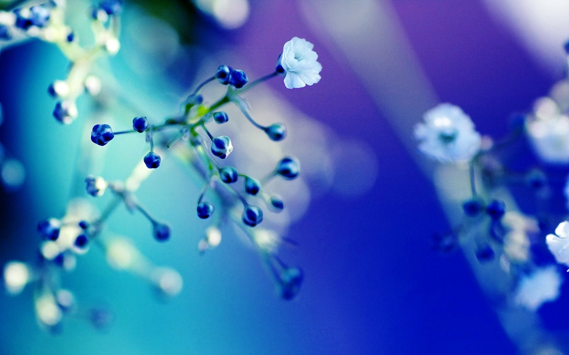 Light Blue Floral Wallpaper