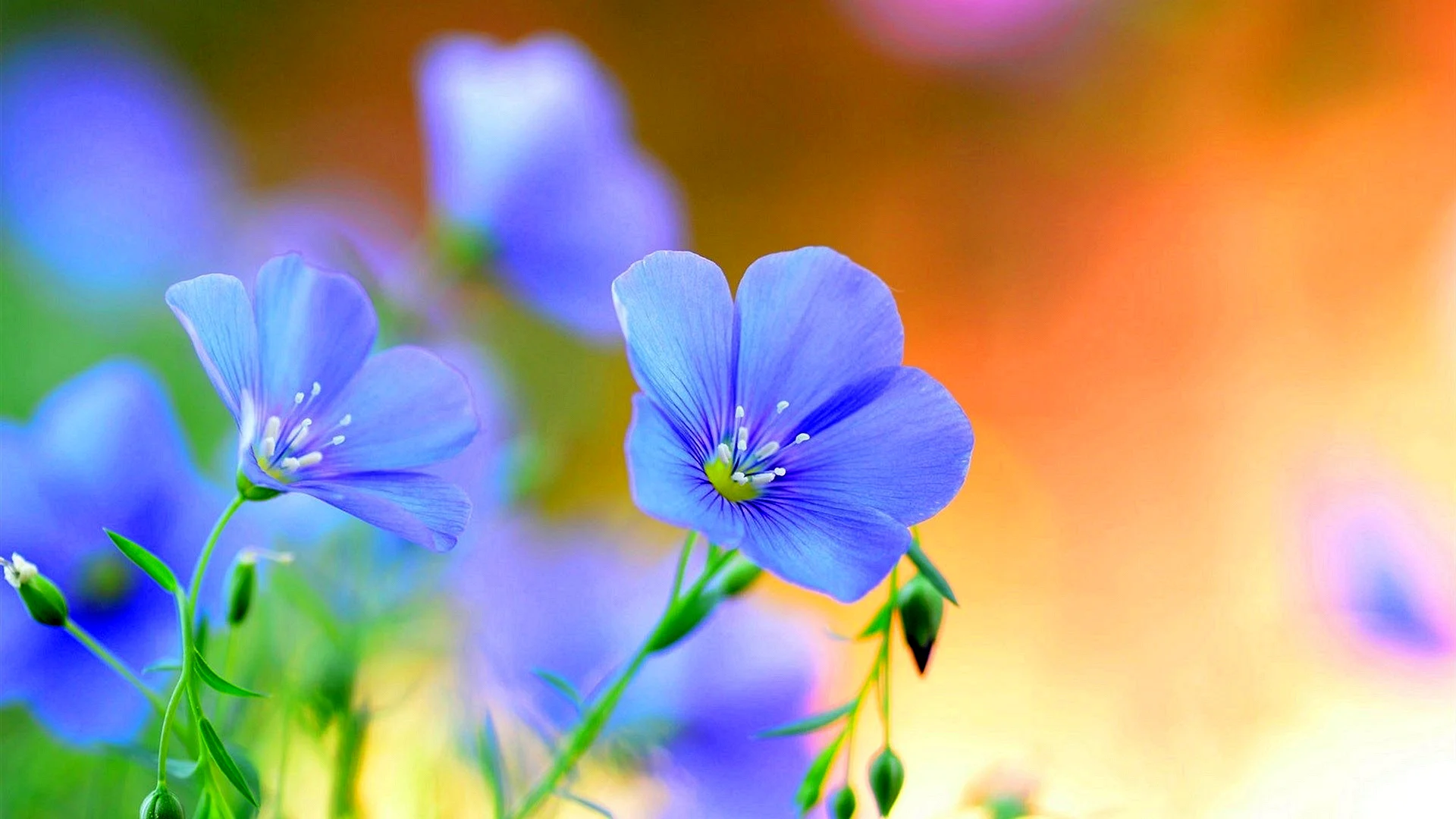 Light Blue Flower Background Wallpaper
