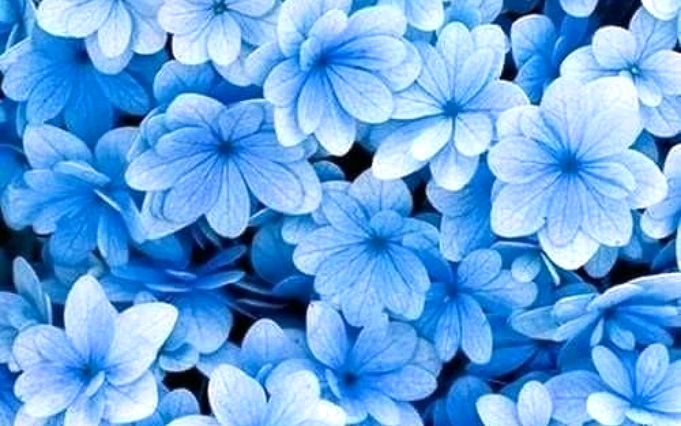 Light Blue Flowers Aesthetic Wallpaper