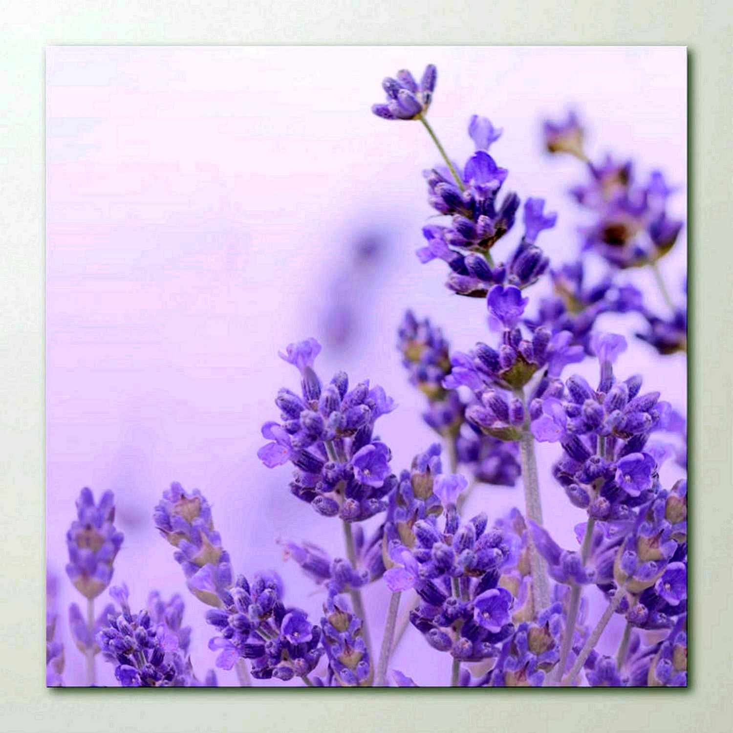 Light Purple Flowers Wallpaper