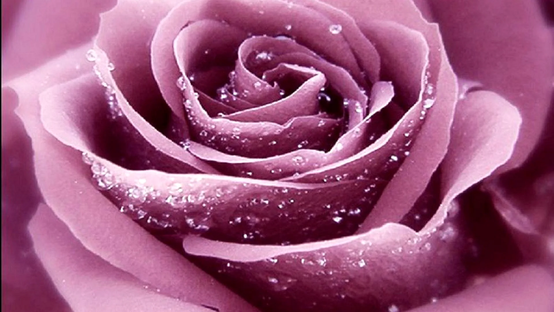 Light Purple Rose Wallpaper