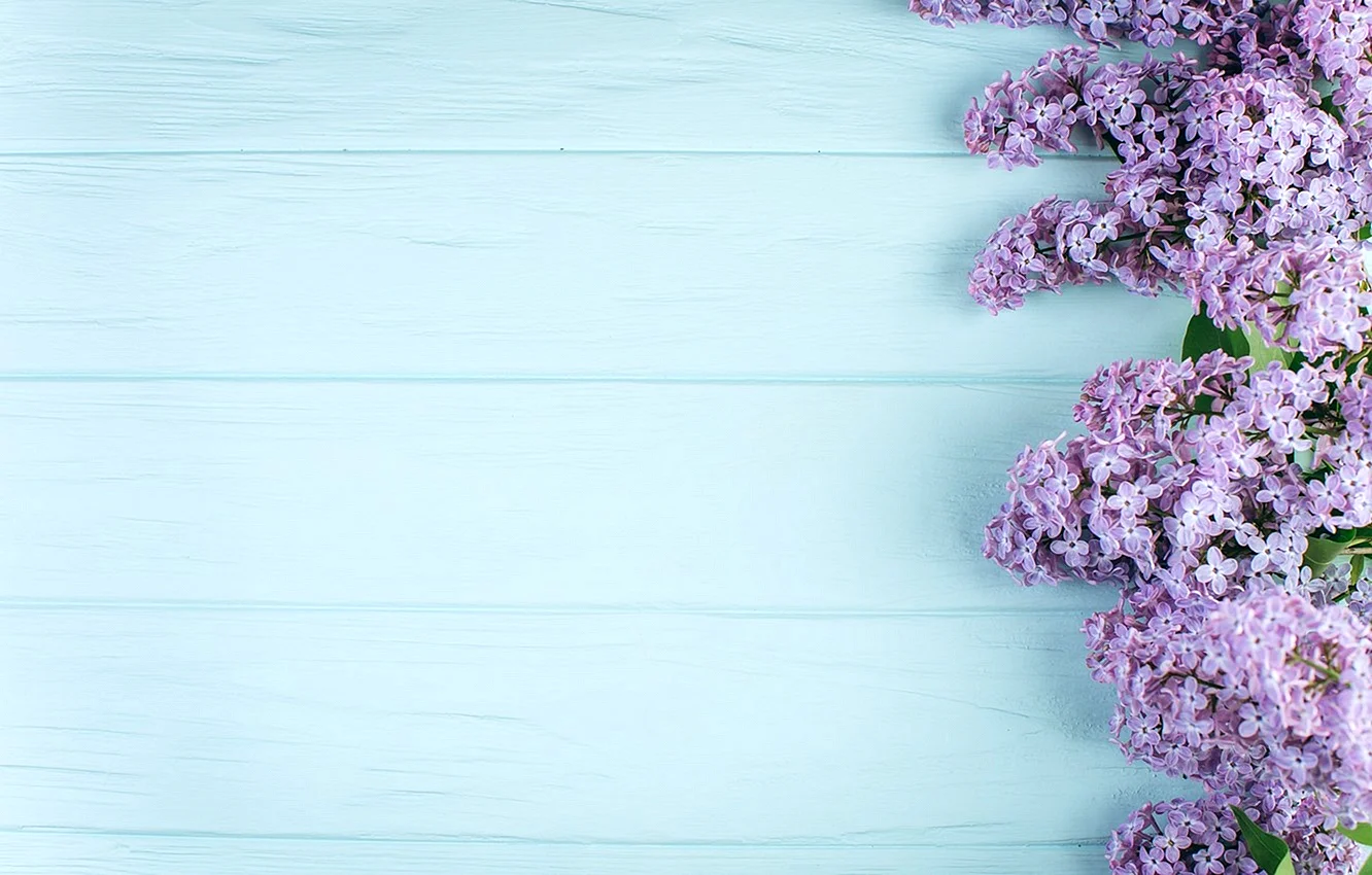 Lilac Background Wallpaper