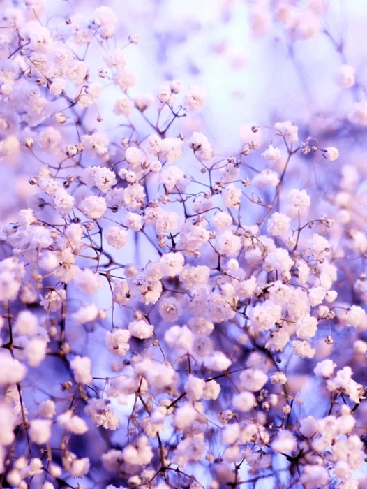 Lilac Background Wallpaper