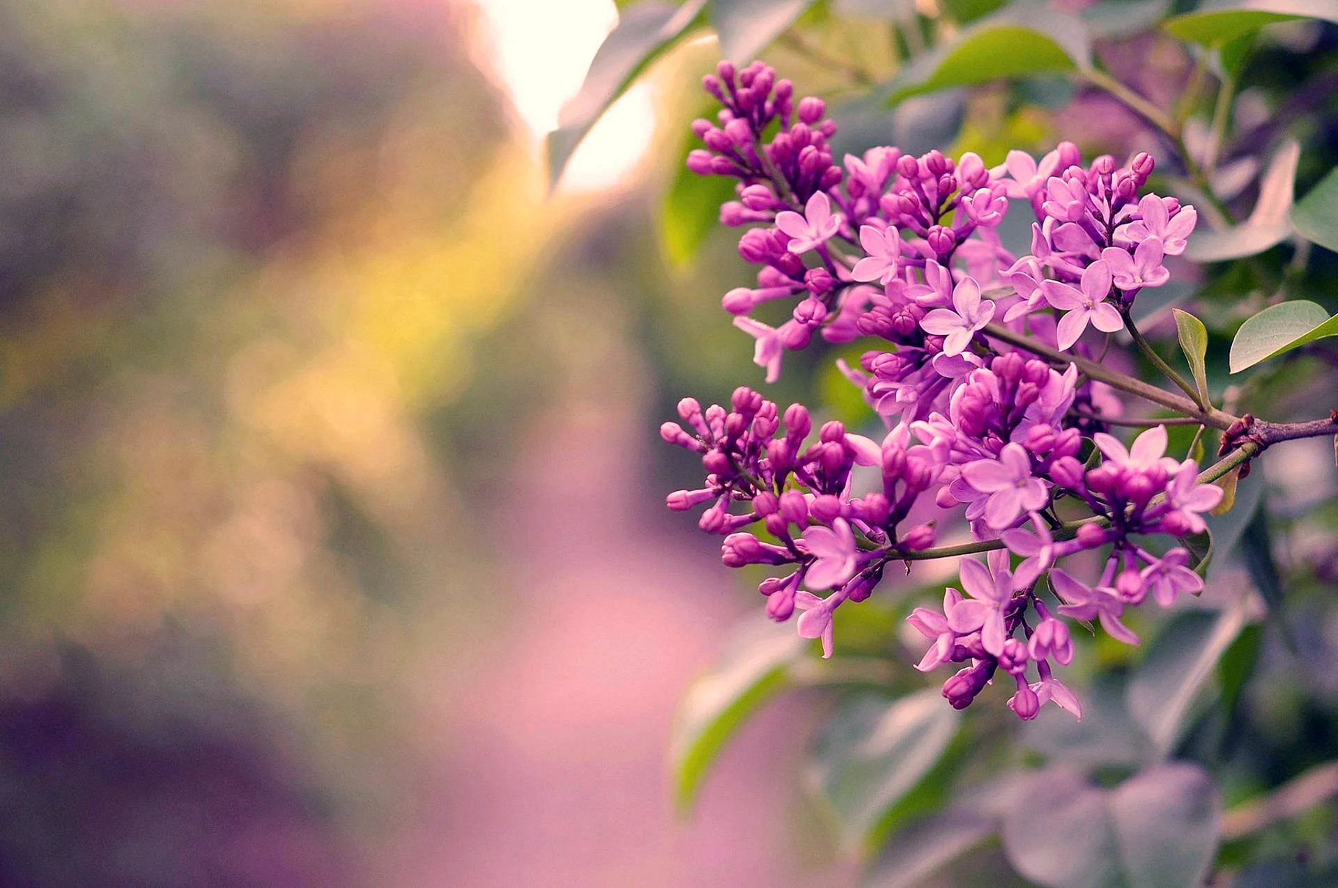 Lilac Flower Wallpaper