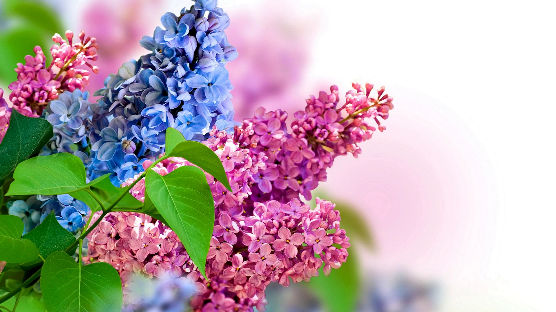 Lilac Flower Wallpaper