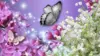 Lilac Flower Background With Butterfly Wallpaper