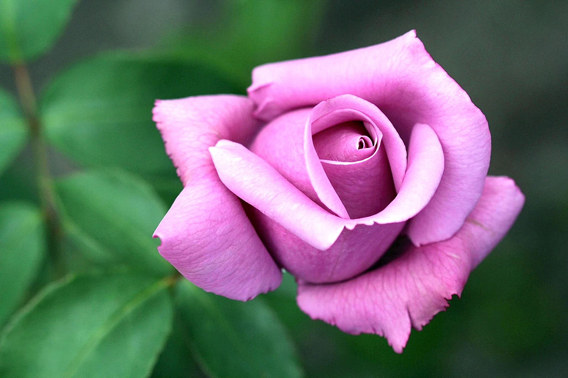 Lilac Rose Wallpaper