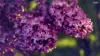 Lilacs Wallpaper