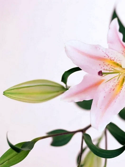 Lily Flower Wallpaper