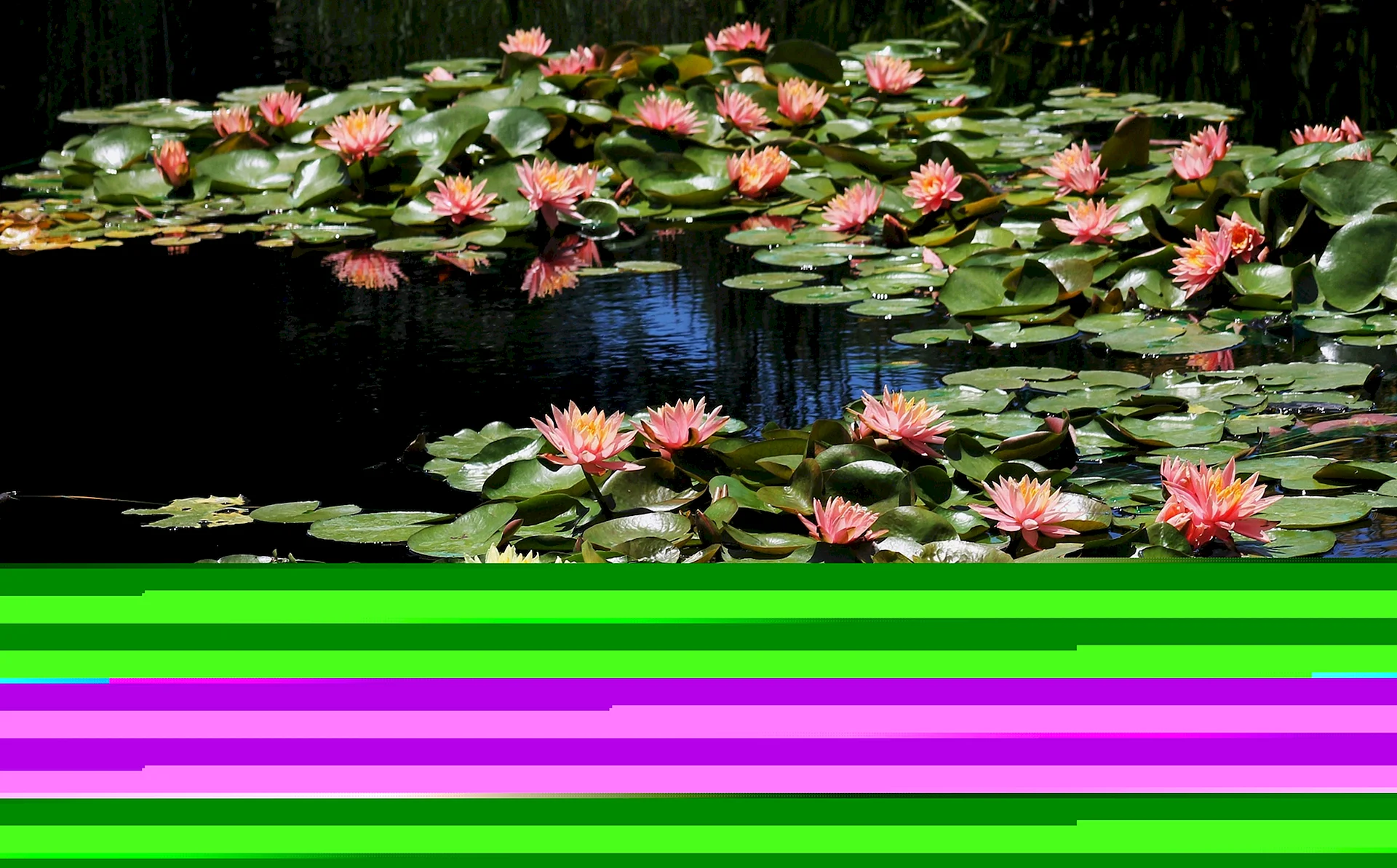 Lily Pond Wallpaper