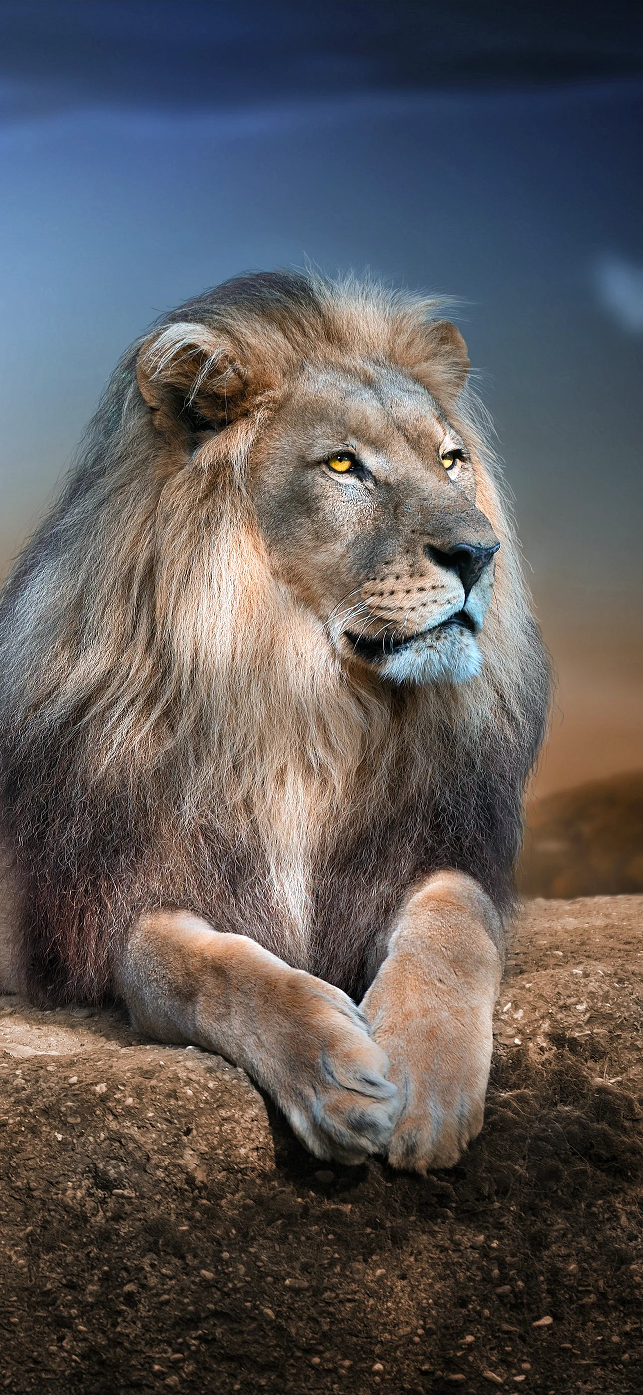 Lion Wallpaper for iPhone 14 Pro Max