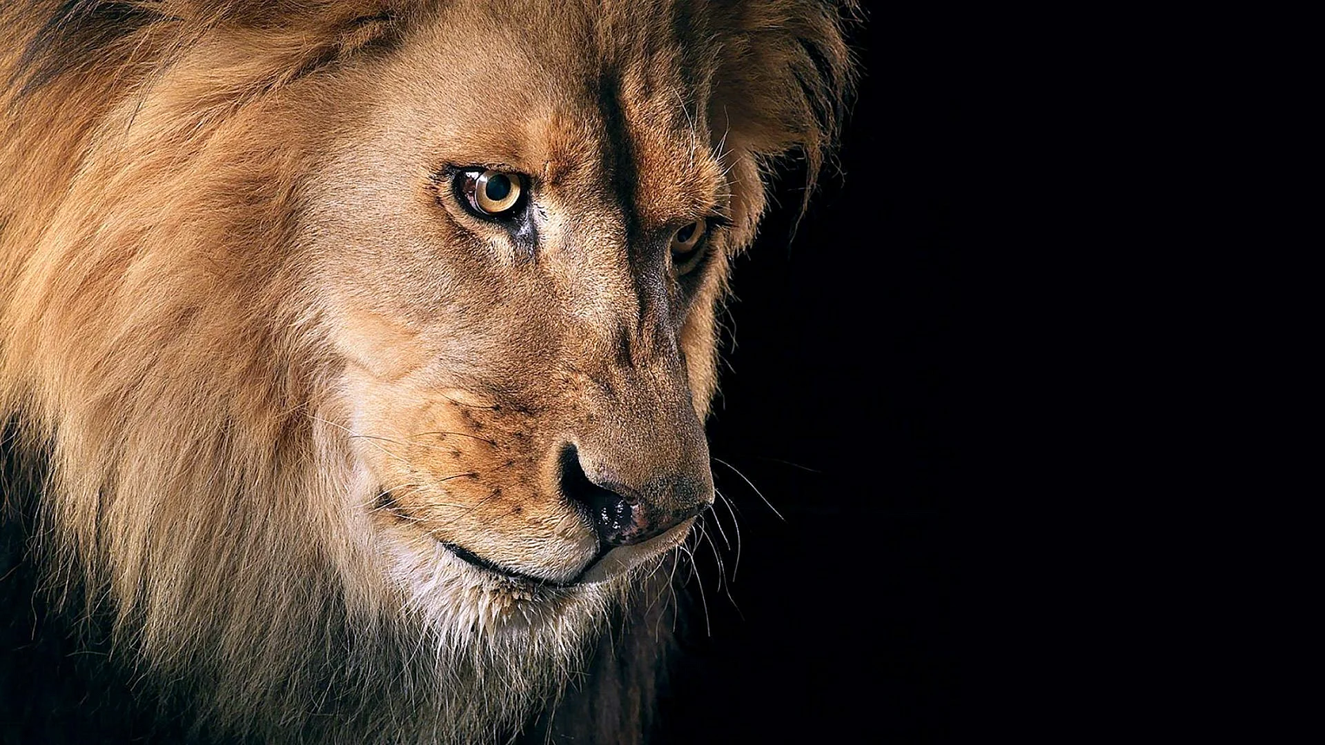 Lion Wallpaper