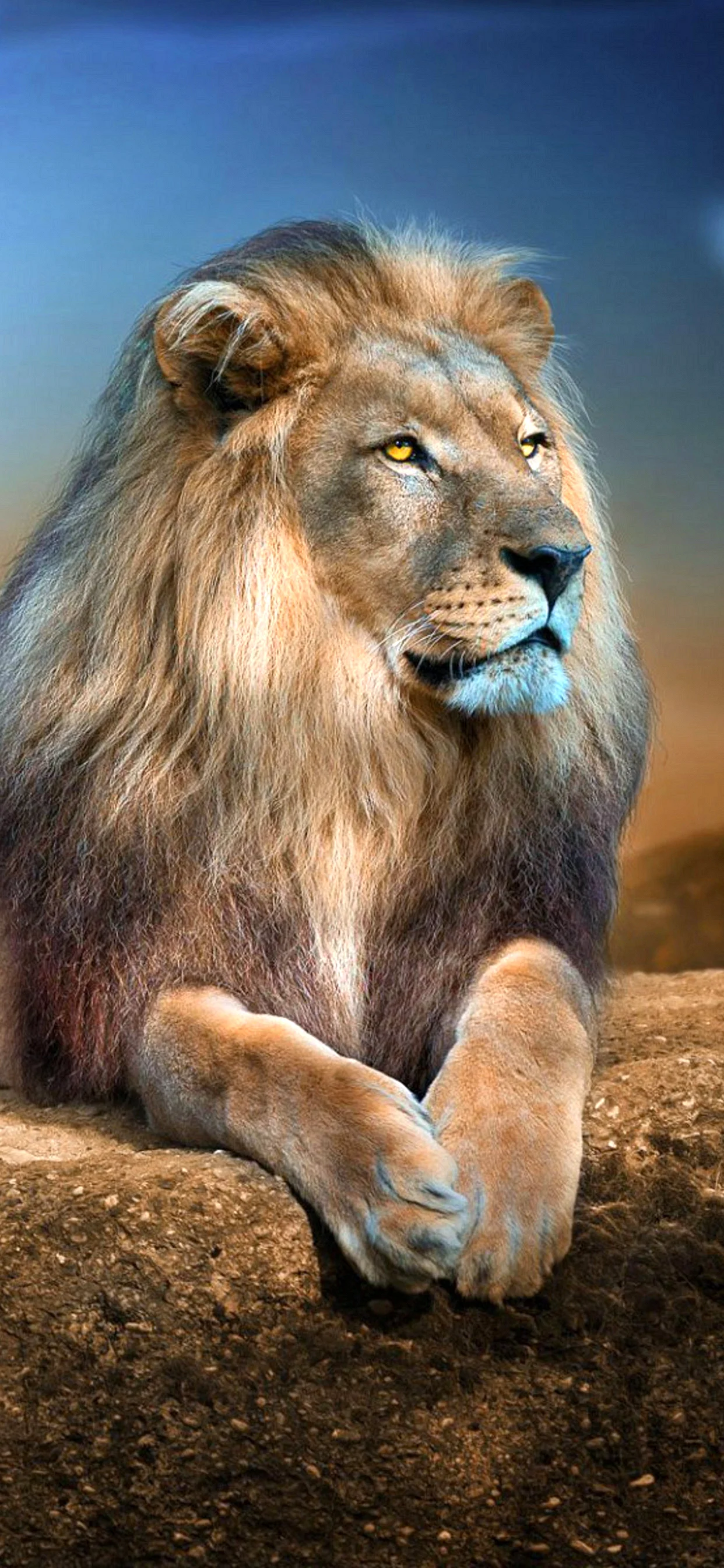 Lion Wallpaper for iPhone 11 Pro Max