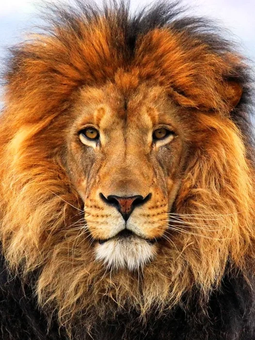 Lion Wallpaper