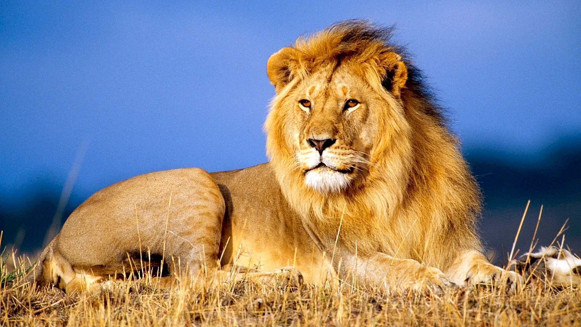 Lion Wallpaper