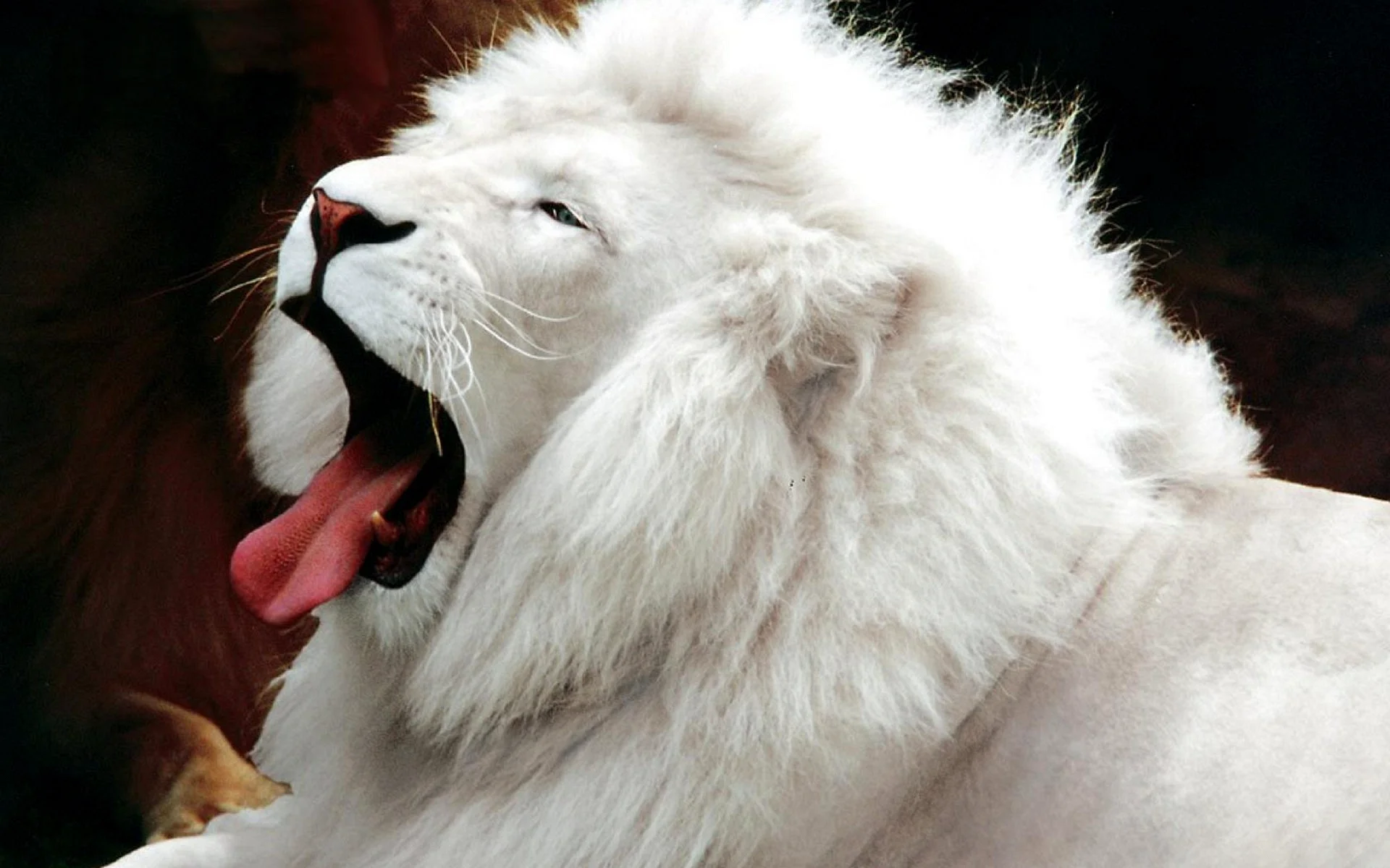 Lion Albino Wallpaper