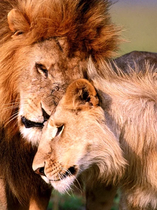 Lion And Lioness Wallpaper