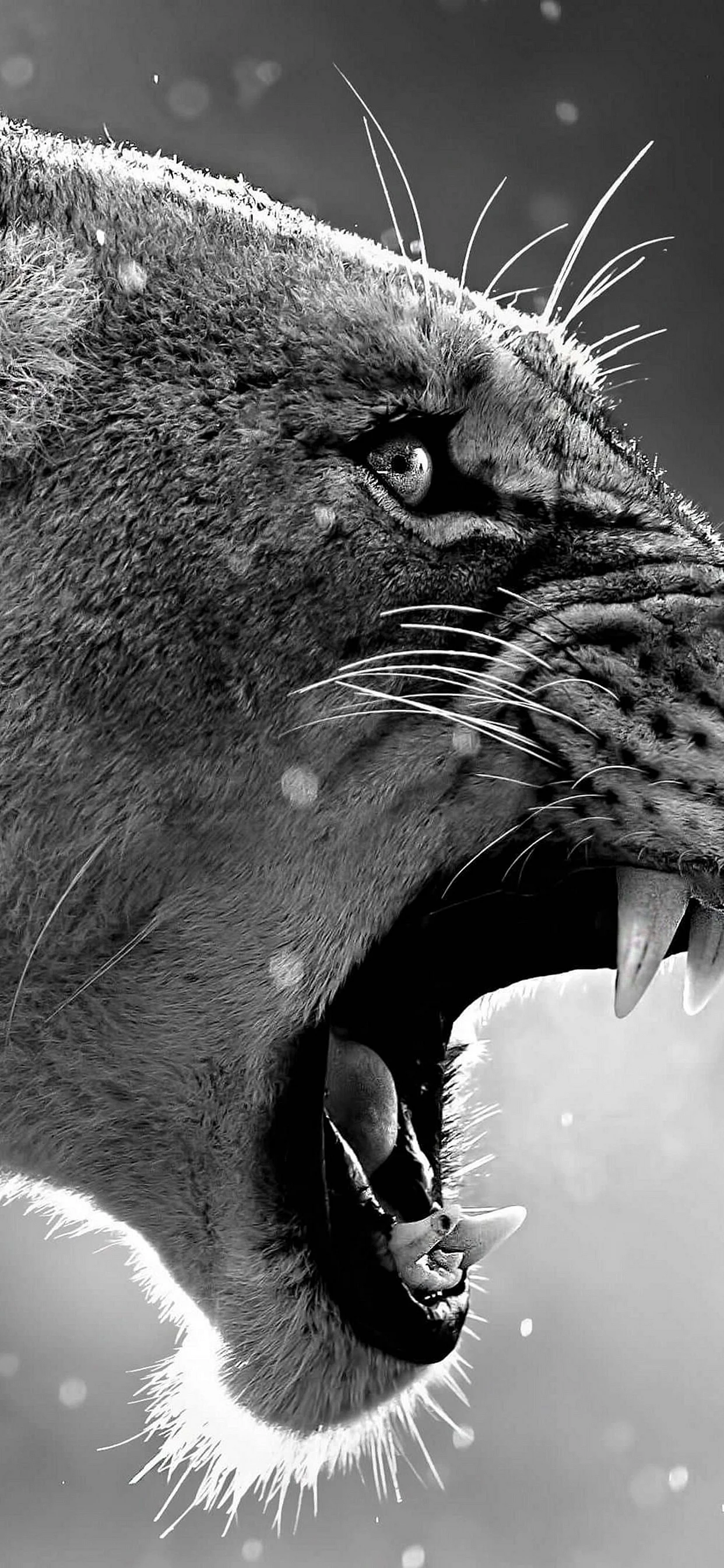 Lion Angry Wallpaper for iPhone 11 Pro Max