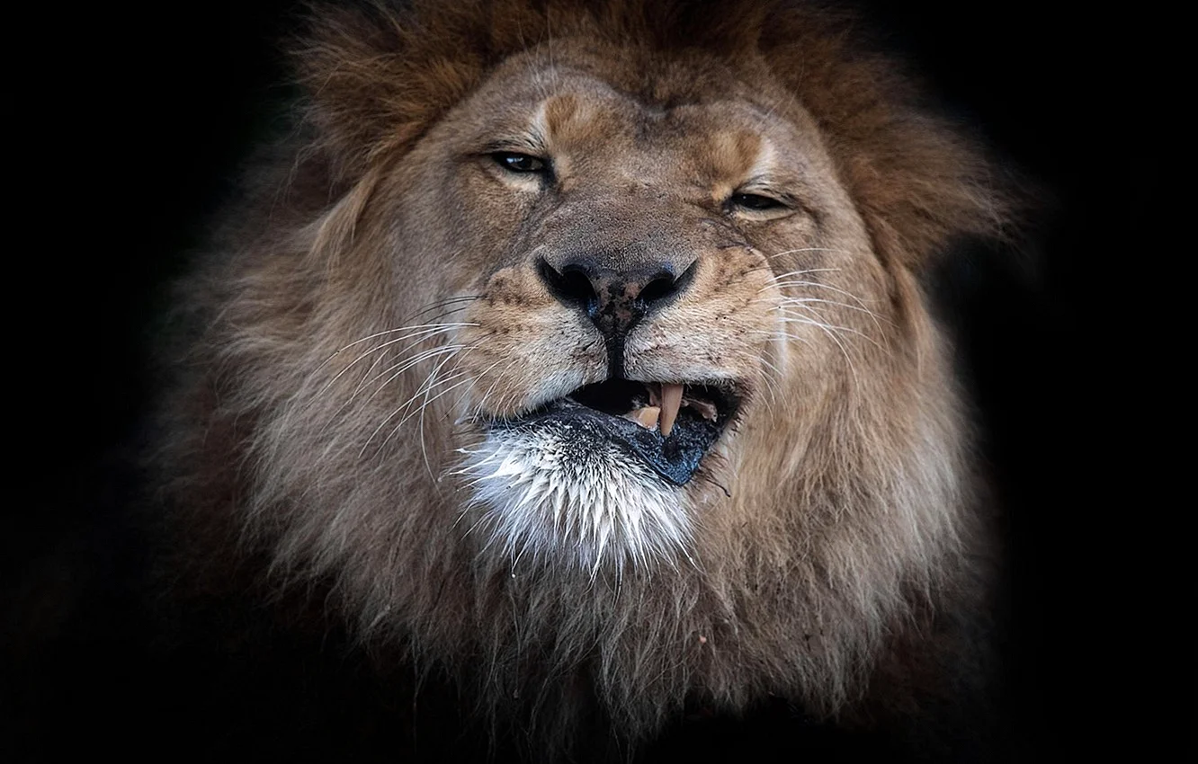 Lion Angry Wallpaper