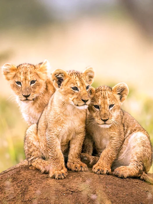 Lion Cub Wallpaper
