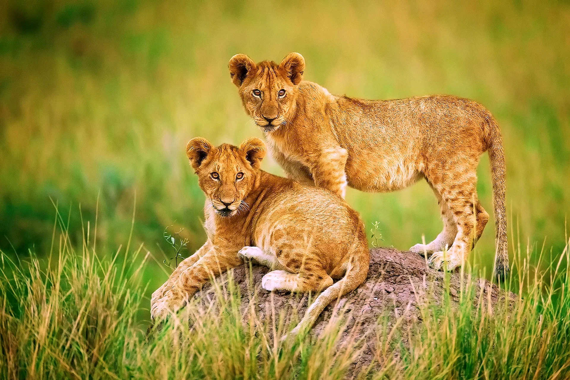 Lion Cub Wallpaper