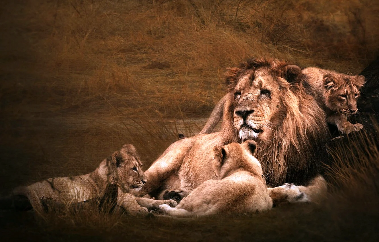 Lion Family HD Wallpaper