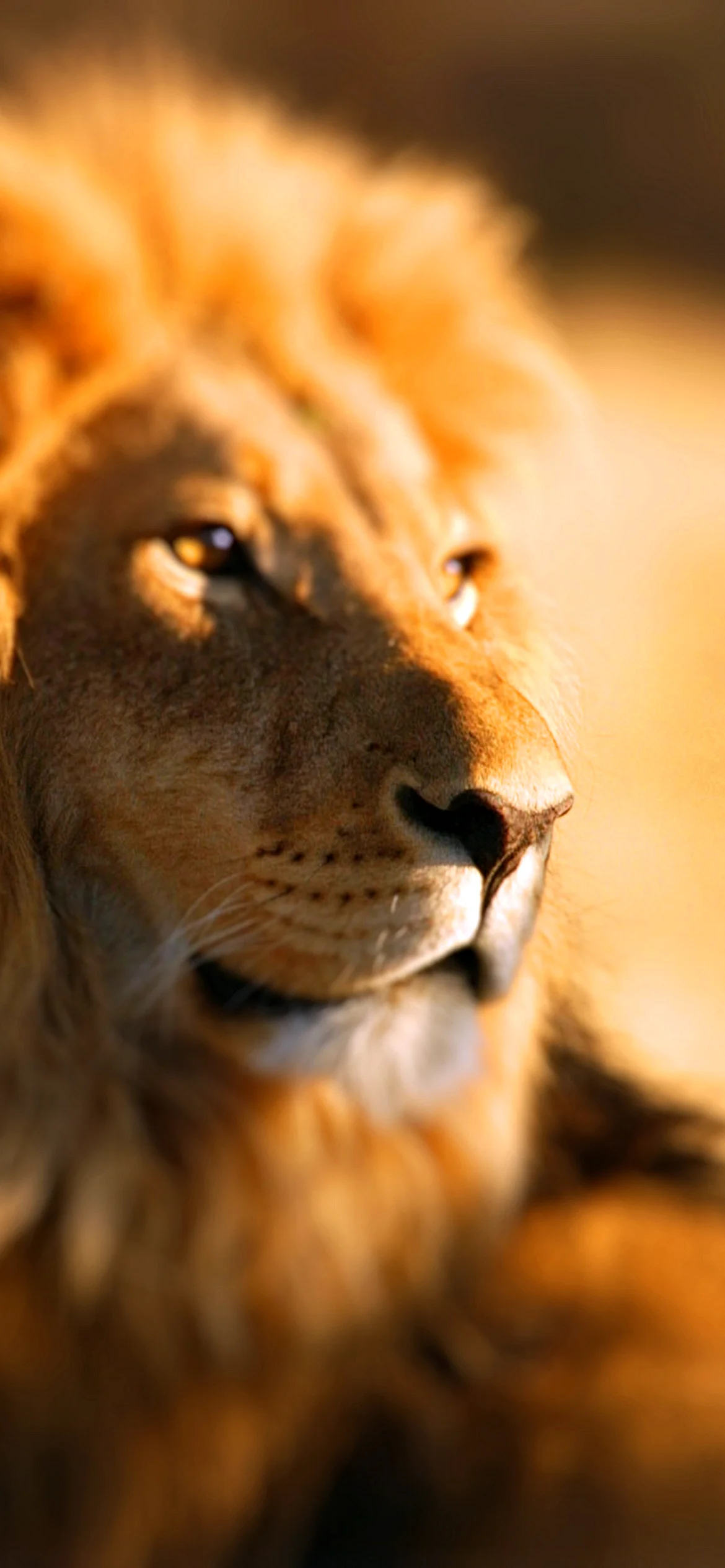 Lion Of Judah Wallpaper for iPhone 14