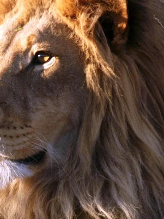 Lion Of Judah Wallpaper for iPhone 11 Pro