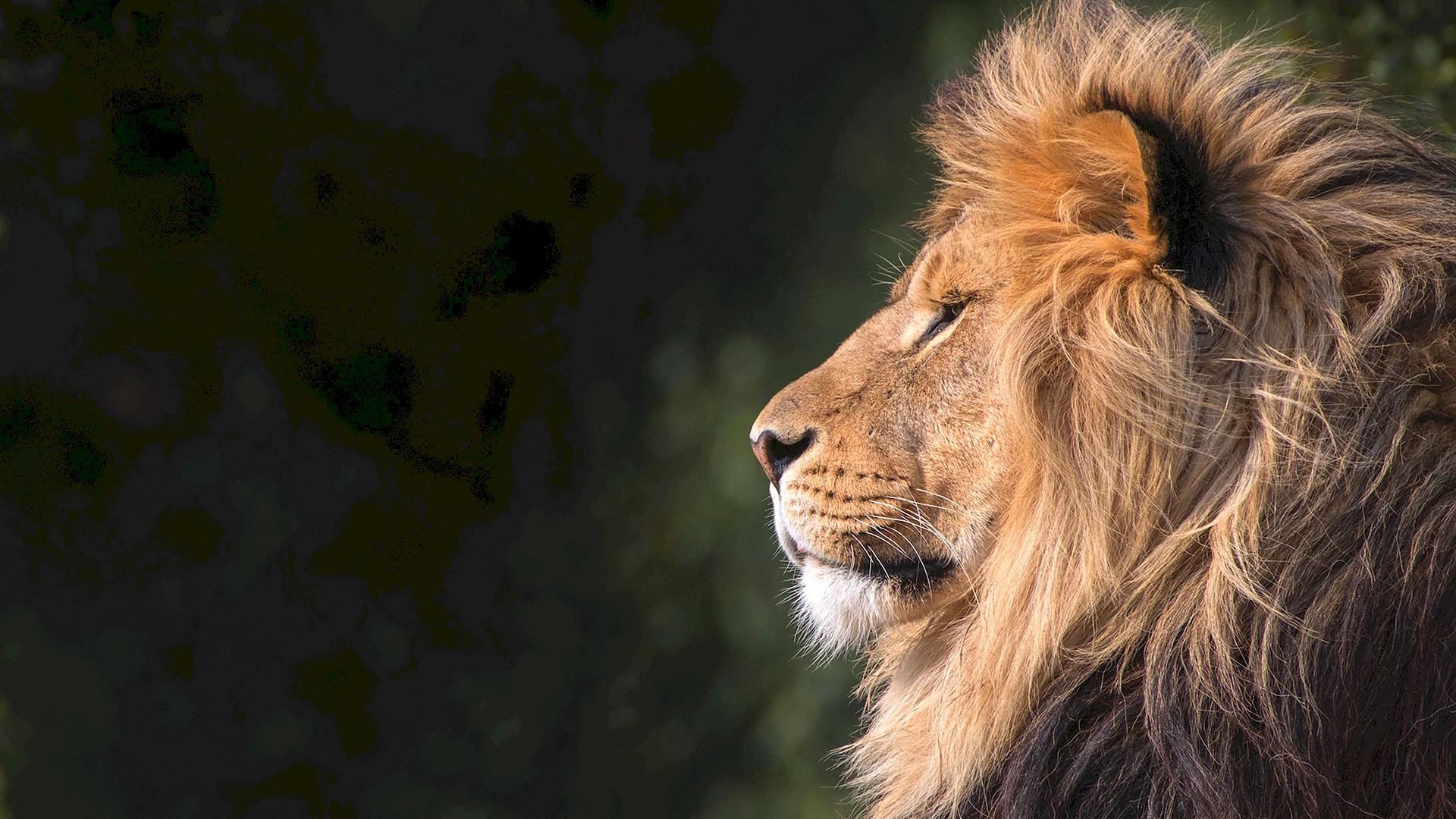 Lion Profile Wallpaper