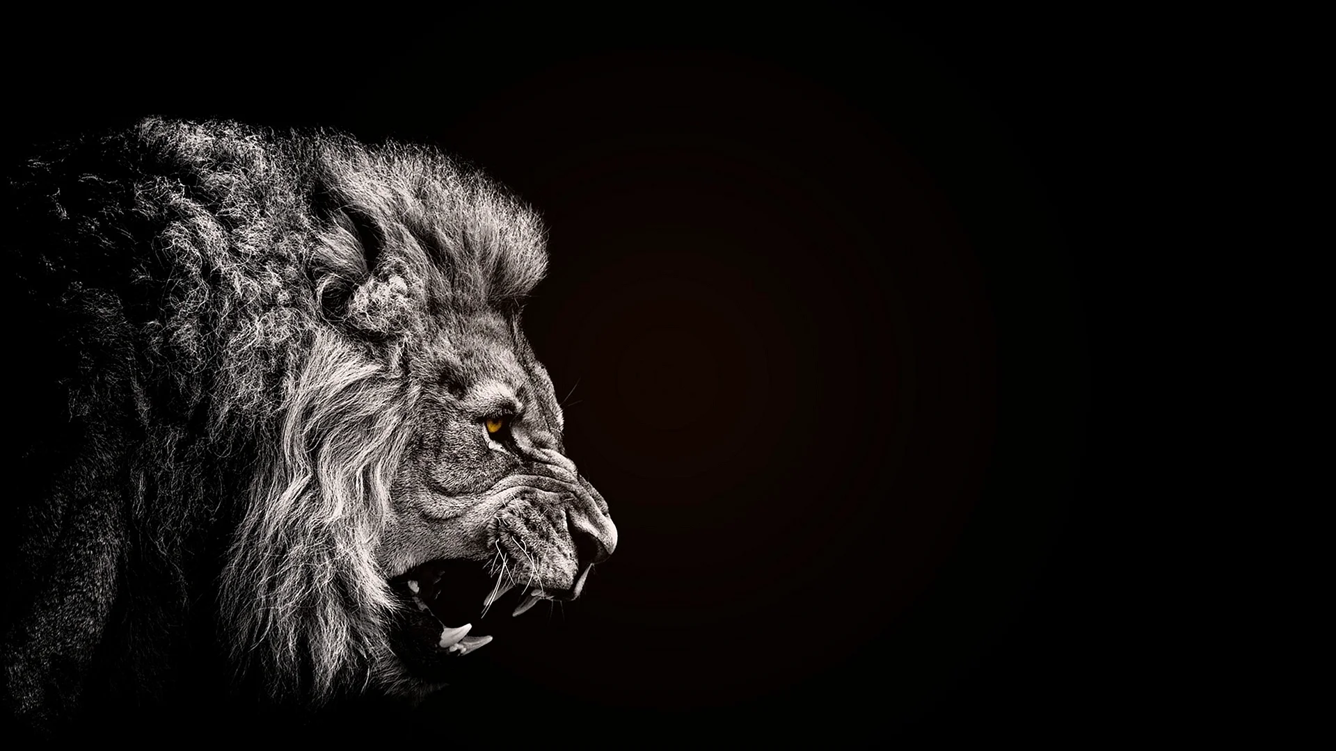 Lion Vs Tigers Wallpaper