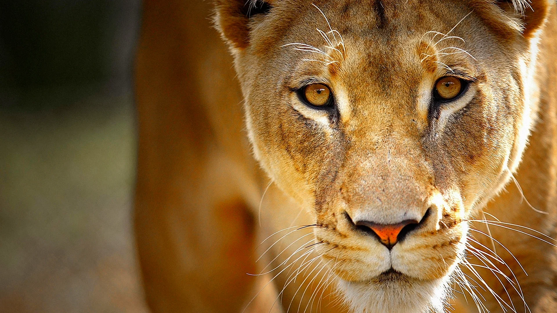 Lioness Wallpaper