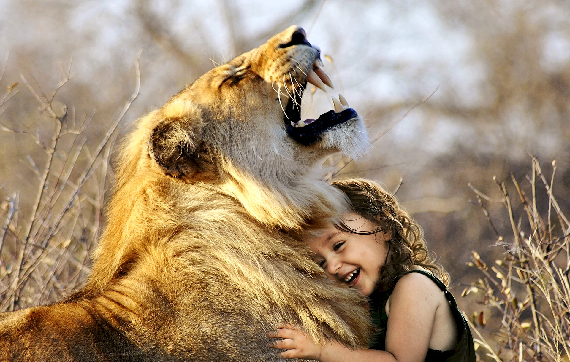Lions Hug Wallpaper