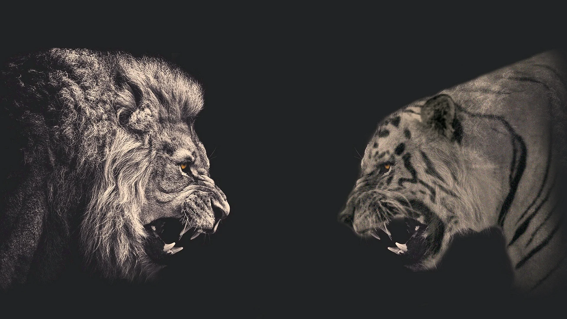 Lions Tiger Black And White Wallpaper