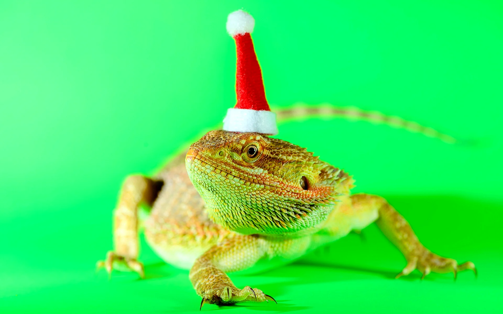 Lizard Christmas Wallpaper