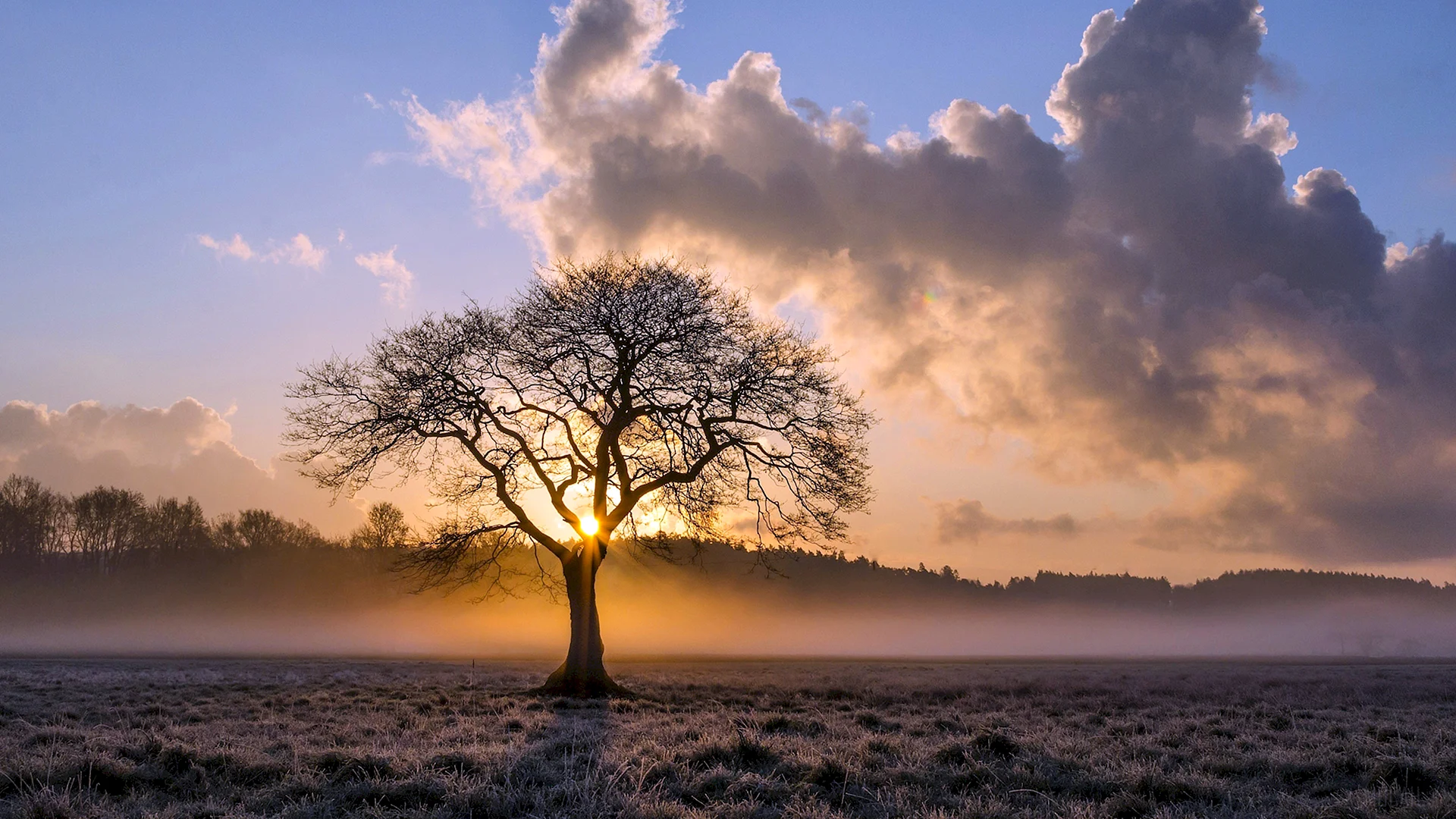 Lone Tree Wallpaper