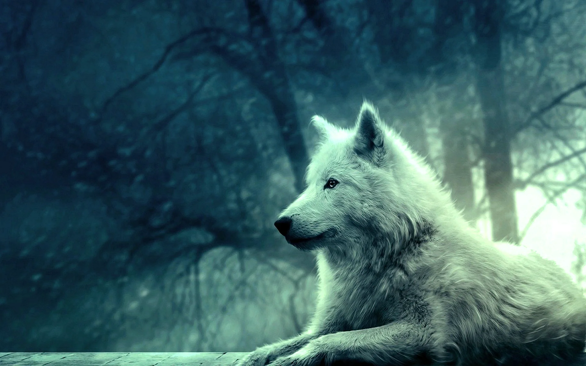 Lonely Wolf Wallpaper