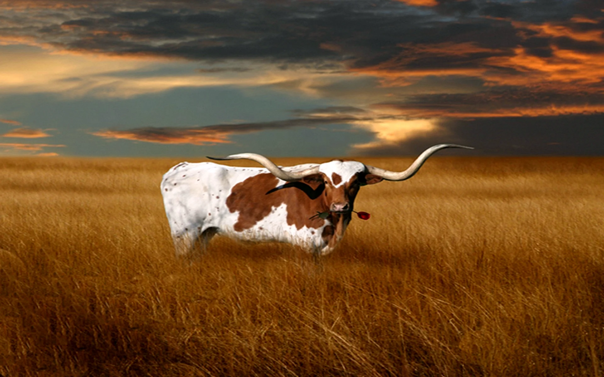 Longhorn Cow Wallpaper