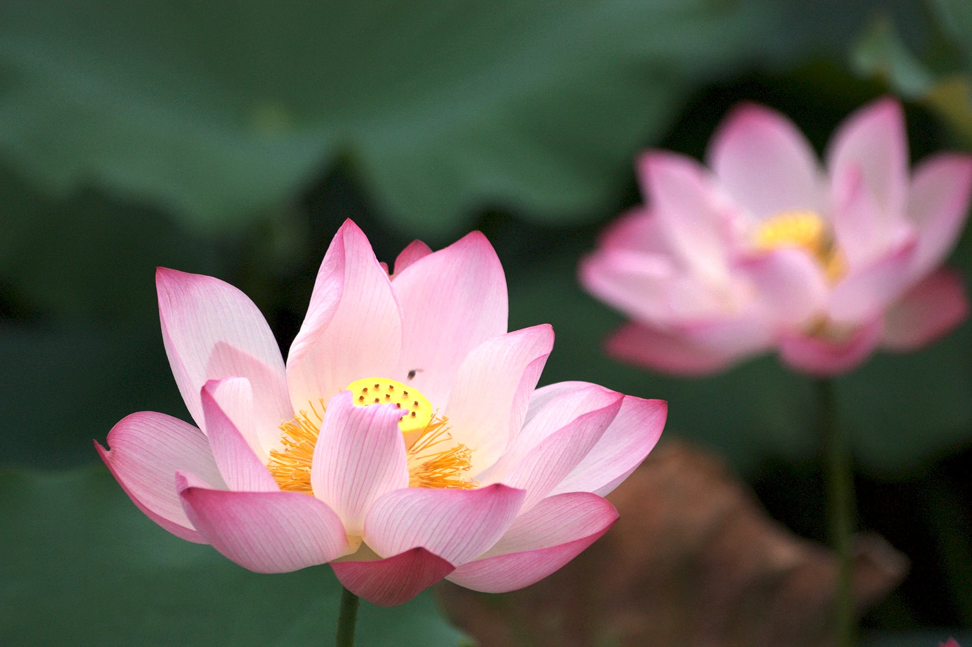 Lotus Bloom Wallpaper