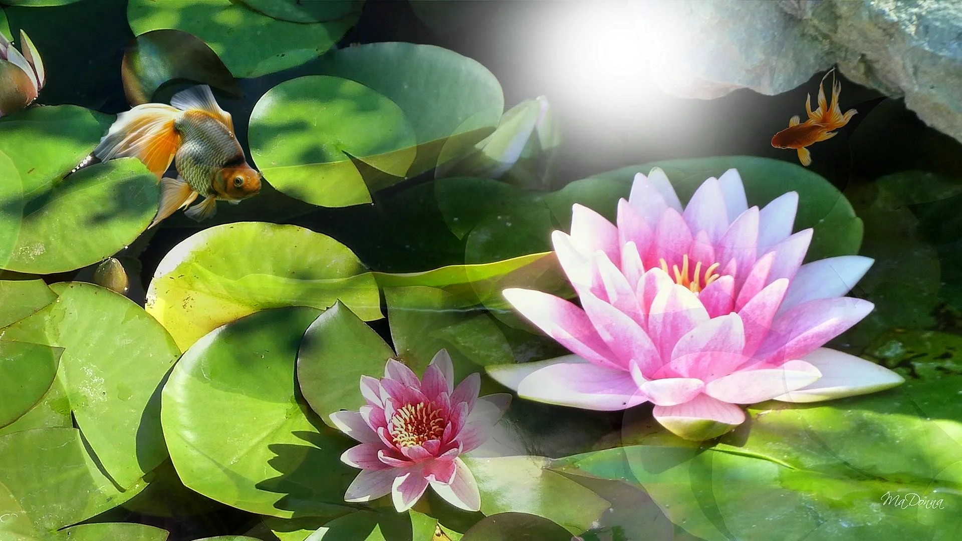 Lotus Flower On The Water Wallpaper