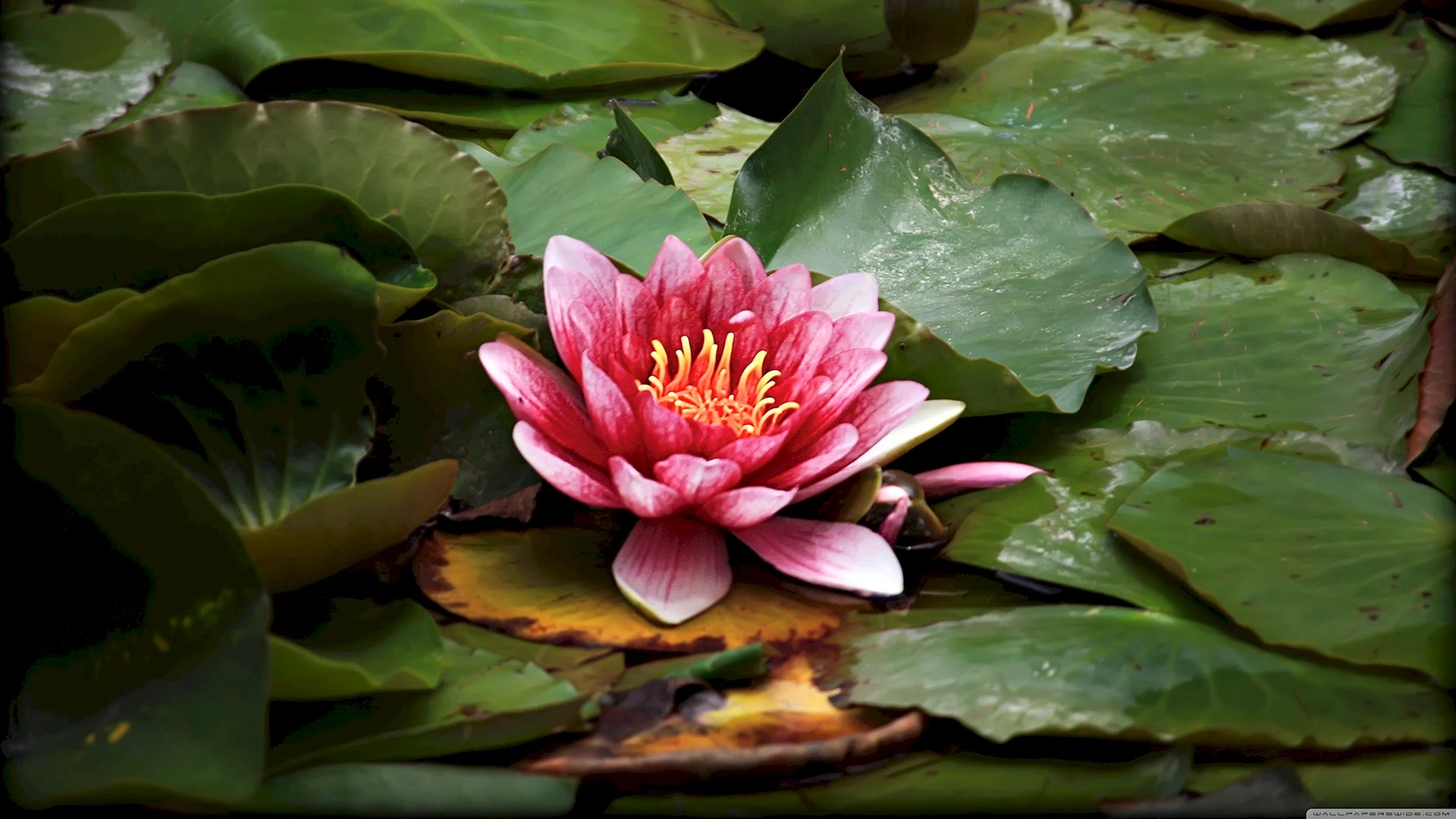 Lotus Flower Pond Wallpaper