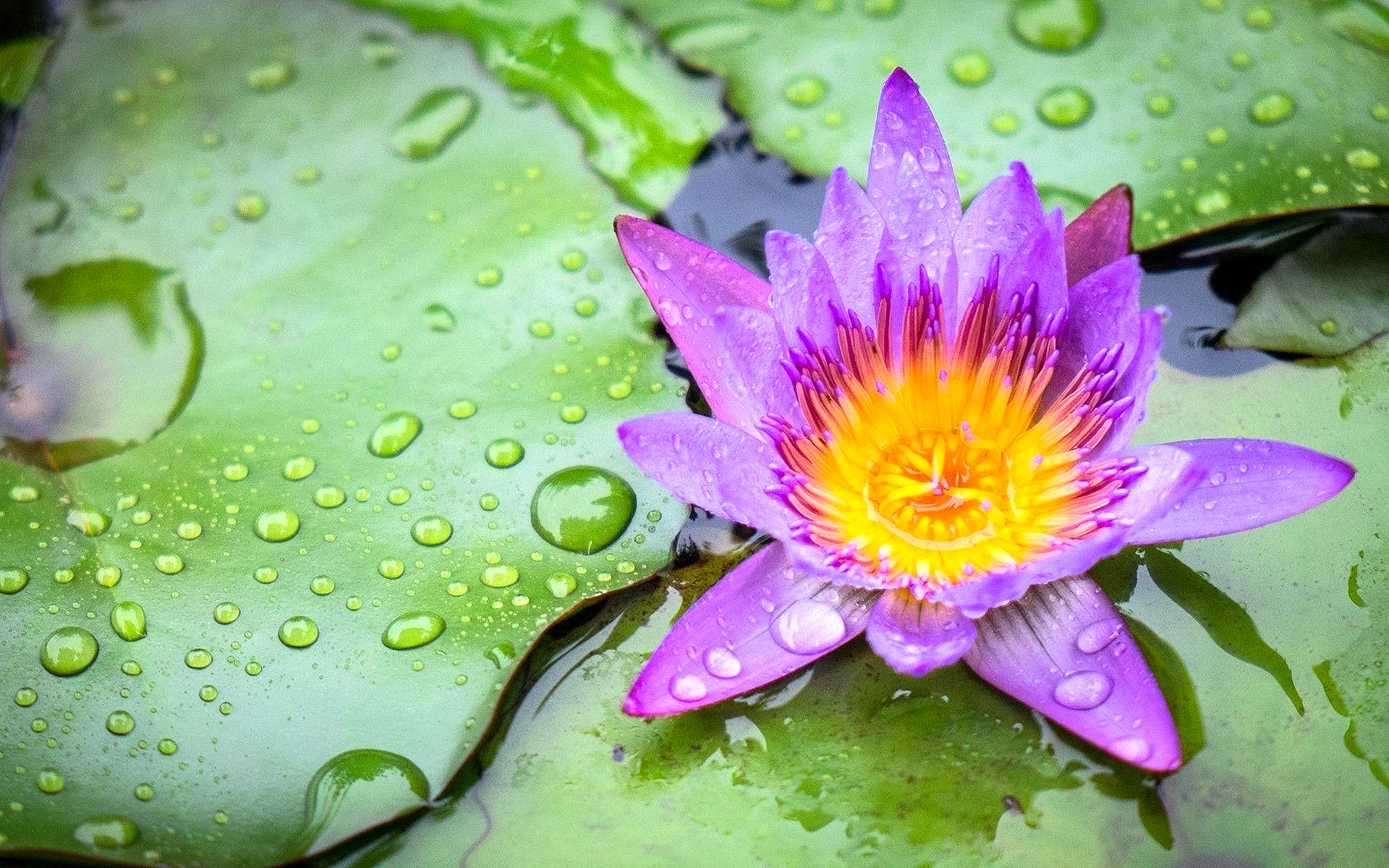 Lotus Flower Water Wallpaper