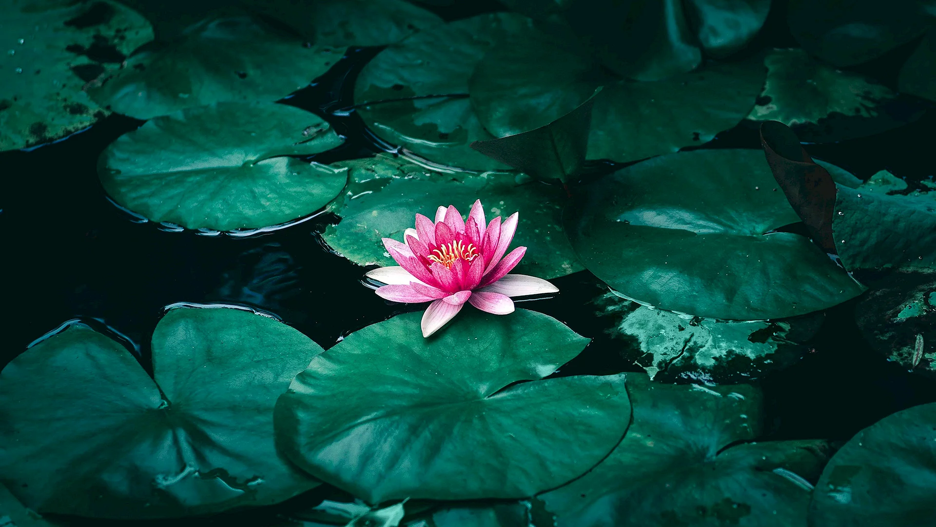 Lotus Leaf Pond Wallpaper