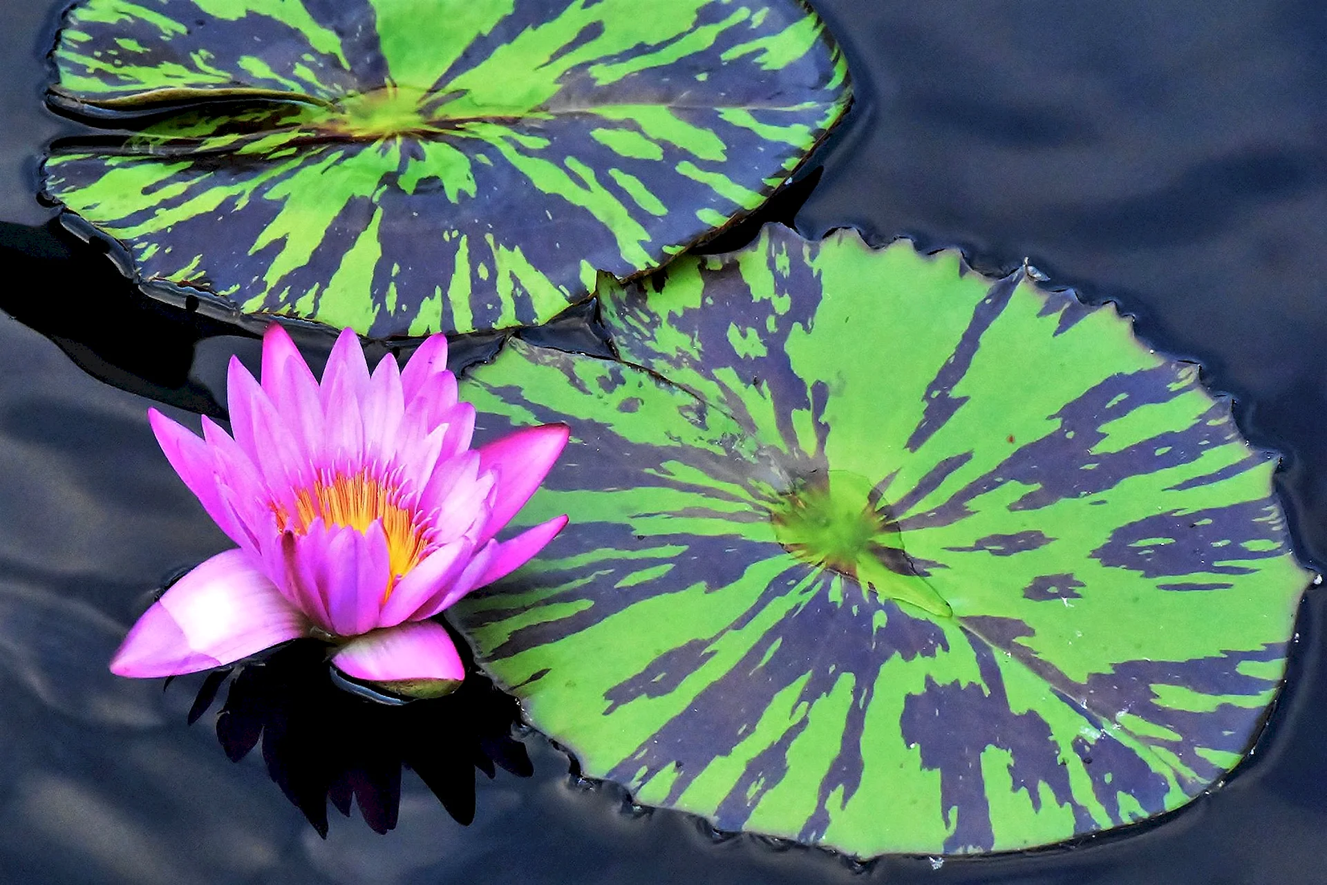 Lotus Pond Wallpaper