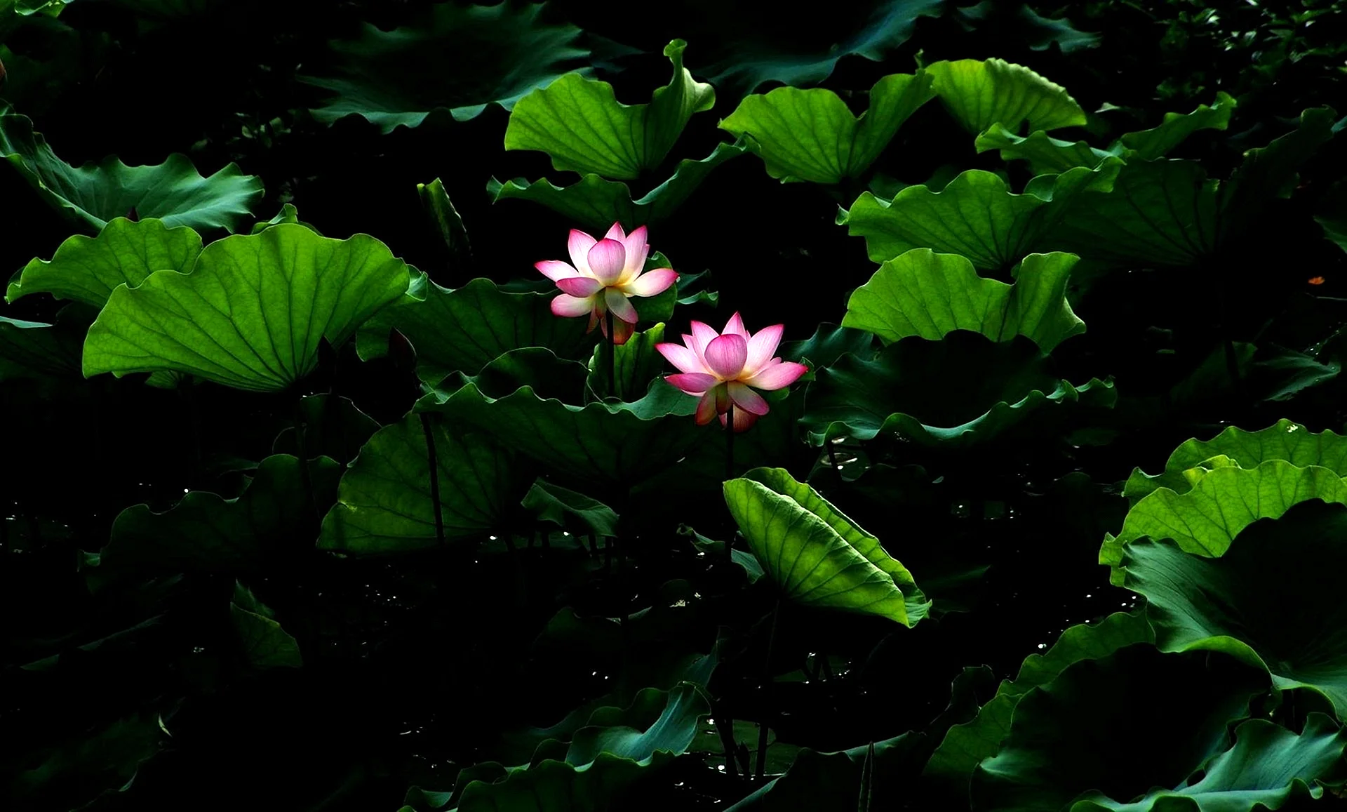 Lotus Pond Background Wallpaper