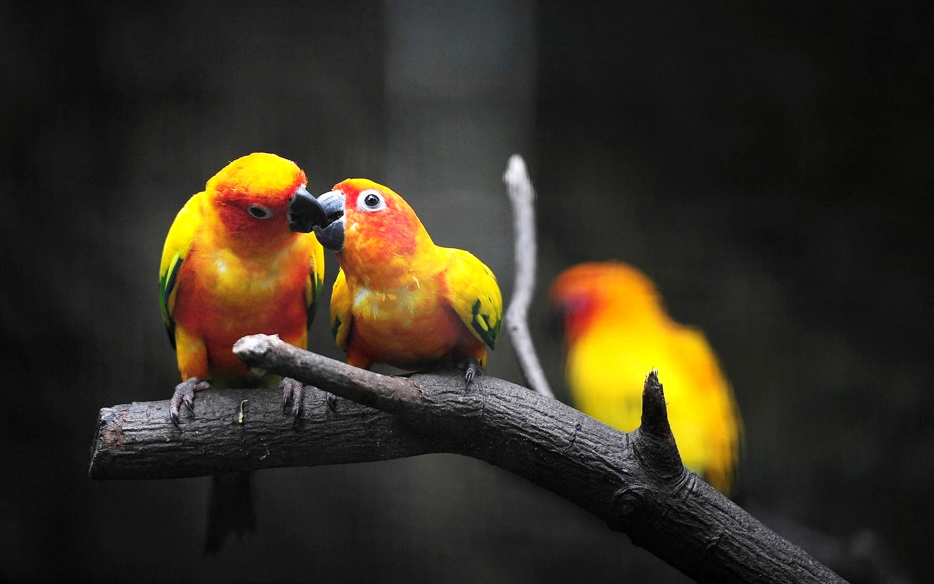 Love Birds Wallpaper