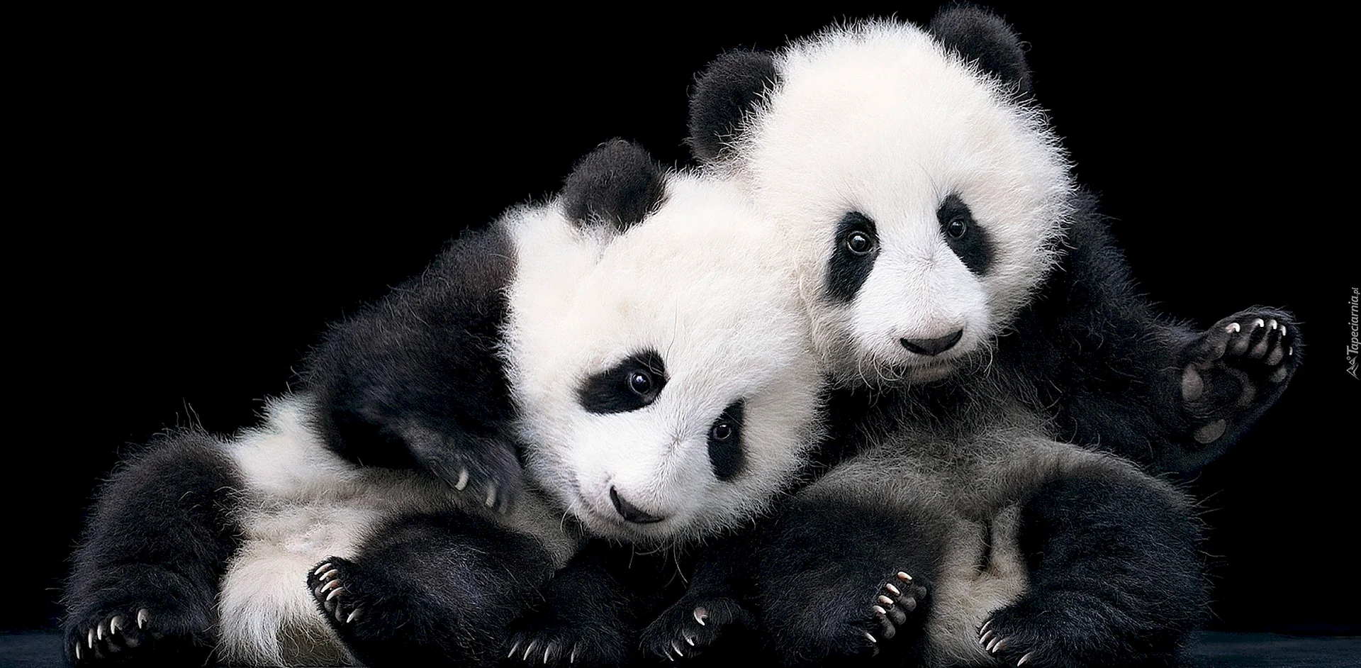 Lovely Panda Wallpaper