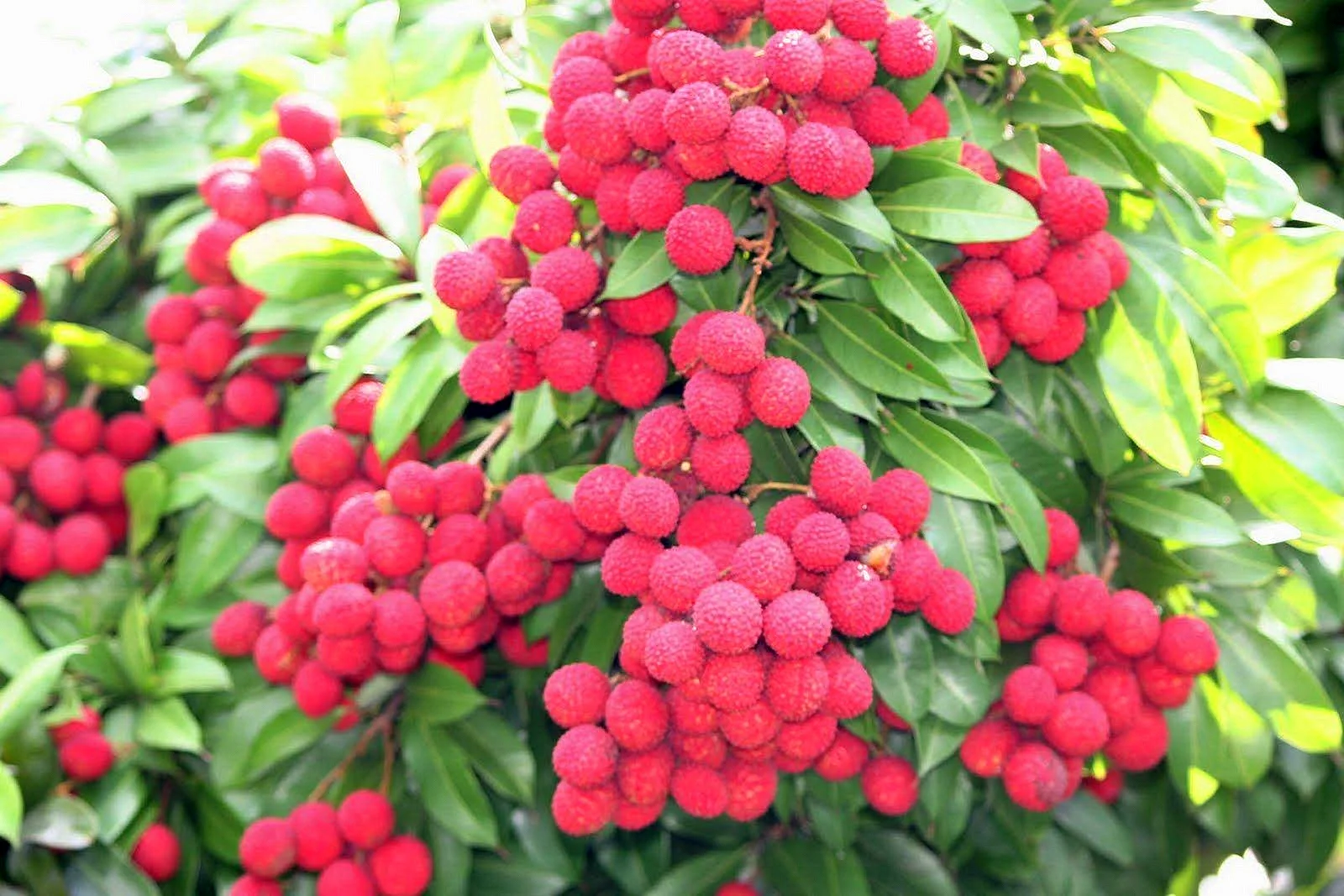 Lychee Fruit Tree Wallpaper