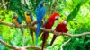 Macaws Wallpaper