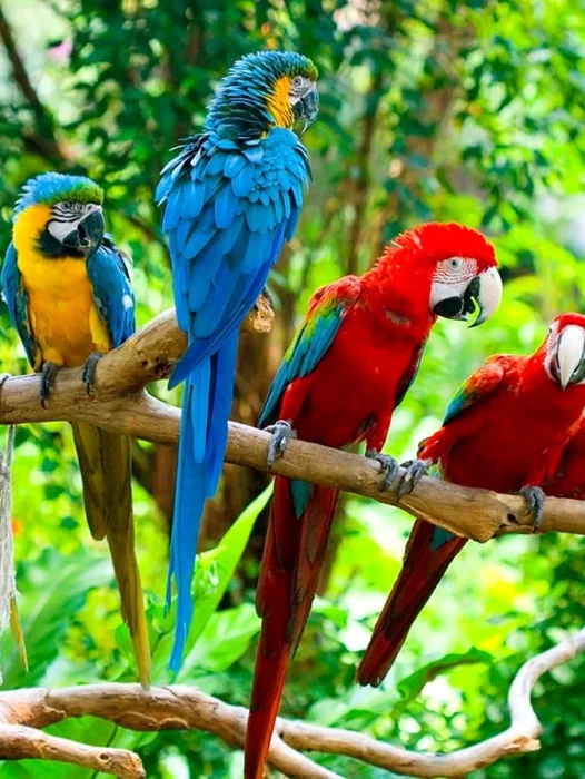 Macaws Wallpaper