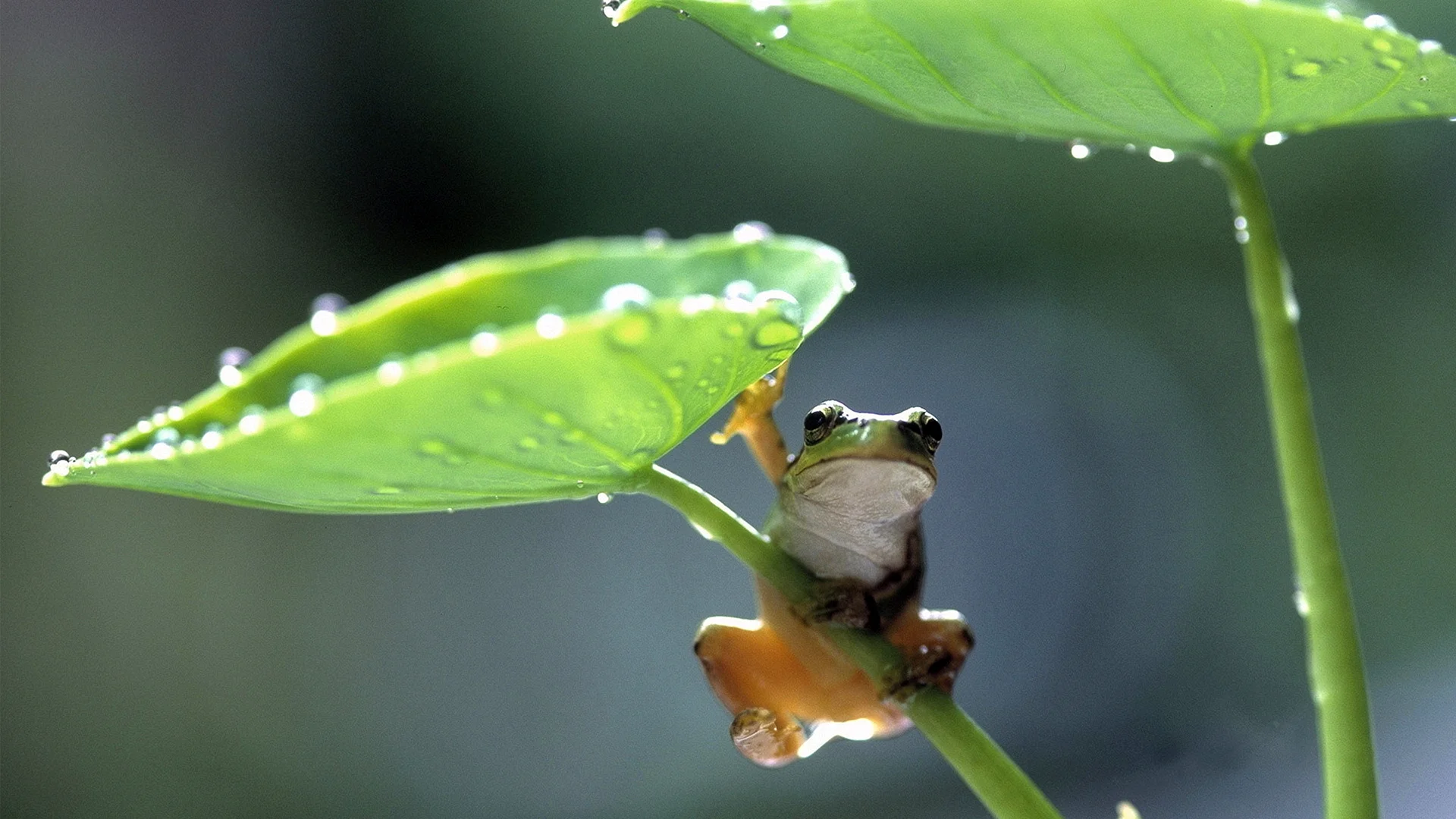 Macro Frog Wallpaper